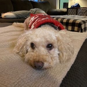 Meet your Posher, Evelyn